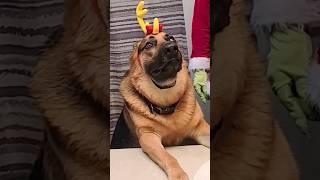 Mr Green with Reindeer shepherd #shorts ️#germanshepherd #mrgreen #viral #funny #youtube #newyear