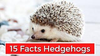 15 Interesting Facts About Hedgehogs