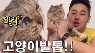 (만두찡 vlog) 고양이들 발톱 깎기 (자몽,유자) 브이로그