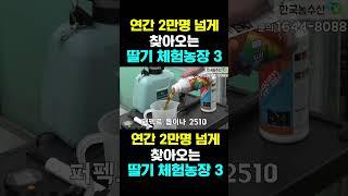 [한국농수산TV] 연간 2만명 넘게찾아오는... 딸기 체험농장 3