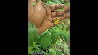 A glimpse of my Garden #garden