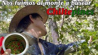 Nos fuimos al monte a buscar chiltepines