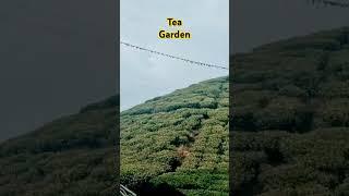 #Tea Garden