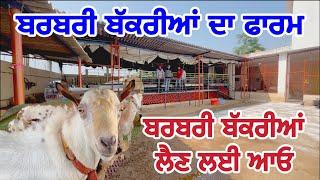 ਬਰਬਰੀ ਬੱਕਰੀਆਂ । Barbari Goats | Virsa Farm Daleke #sheepfarming #goats