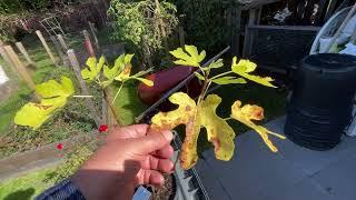 Fig Tree Dormancy