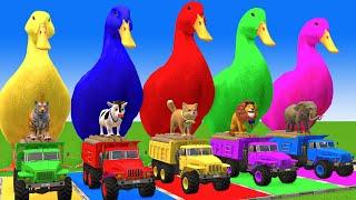 5 Giant Duck Cartoon,Cow,Elephant,Tiger,Lion,Dinosaur,Paint Wild Animals Crossing Fountain Animation