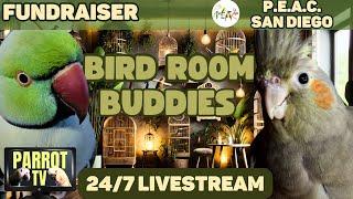 Bird Room Buddies | Keep Your Parrot Happy with Bird Room Parrot Sounds | Bird Room TV Vibes️