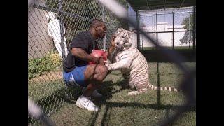 Mike Tyson with tigers