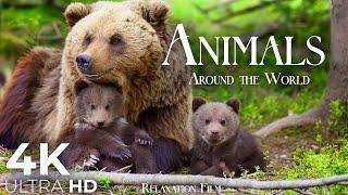 Animal Families 4K - A World for Animal Lovers | Relaxation Film Ultra HD