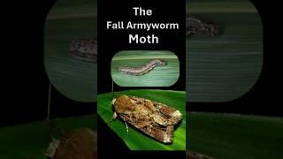 The devastating Fall Armyworm Moth