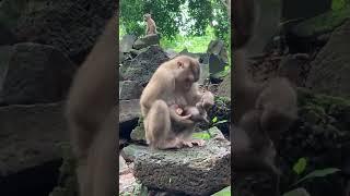 Mother Monkey Breastfeeding Baby Monkey