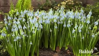 Timelapse - Muscari