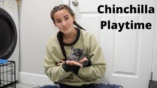 Playtime With My Chinchilla