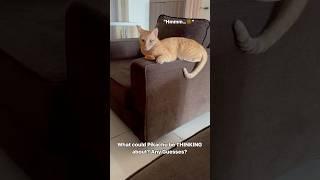 #funnycatvideos#cat#cats#catlover#catvideos#catshorts#shorts#funnycats#cutecat#kitty#meow#funnycat