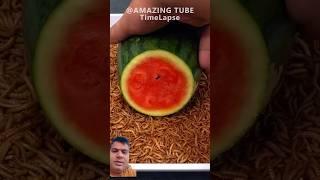 10000 warms vs watermelon