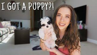 going to get my puppy vlog + his first few days at home