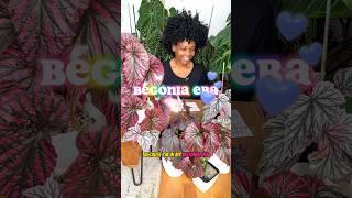 Begonia Unboxing!!! #plants #plantlover #plantcare #houseplants #indoorplants #rareplants #begonia