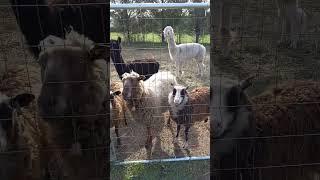 Morning enthusiasm! #cuteanimals #homestead #alpaca #sheep #wool #yarn #yarnlife #farming