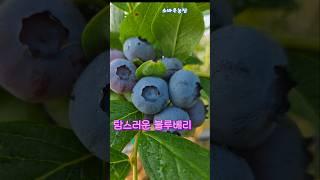 탐스러운 블루베리.....노지재배 블루베리가 익어갑니다