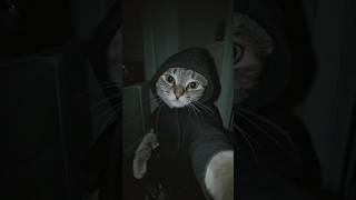 Whisker Wonders: Short & Funny Cat Videos | "Feline Funnies: Guaranteed Laughs in Seconds"