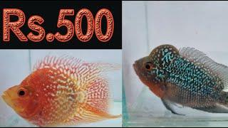 Rs.500 Flowerhorn| indian flowerhorn