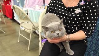 Meet the British Shorthair