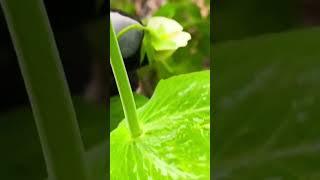 Sugar Snap Peas Starting to Flower #backyardgardening #growyourownfood #gardening #vegan #homestead