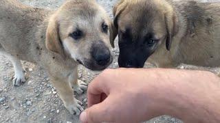 Stray dogs of istanbul / Turkey