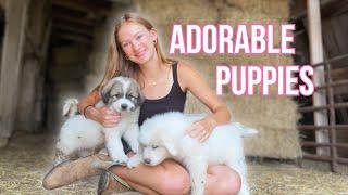 Great Pyrenees Puppies From Day 1 to 2 Months