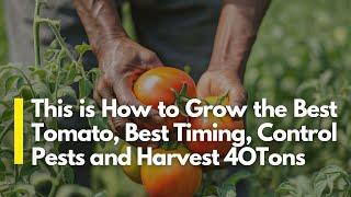 Free Guide To Profitable Tomato Farming in Kenya From Seeds to Harvesting, Best Timing