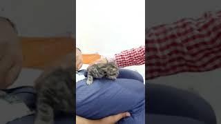 M Khuzaima Playing With Kitty