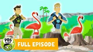 Wild Kratts FULL EPISODE | Mystery of the Flamingo's Pink | PBS KIDS