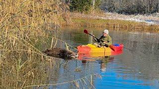 There's a Dead Moose in Our Pond!