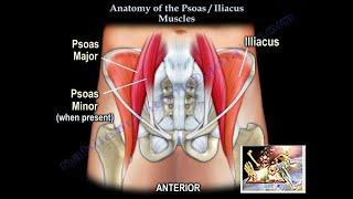 Anatomy Of The Psoas & Iliacus Muscles - Everything You Need To Know - Dr. Nabil Ebraheim