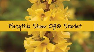 Forsythia Show Off Starlet® at Prides Corner Farms