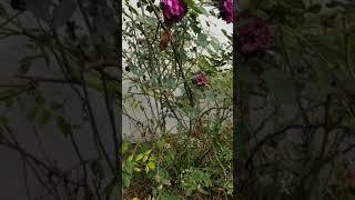 Lola Nimia watering her plants