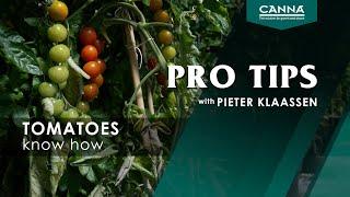 CANNA PRO TIPS tomatoes know how