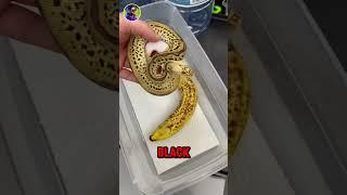  Top 3!  CAMOUFLAGE Animals 