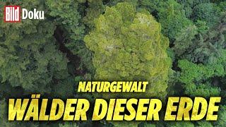 Wälder dieser Erde: Unsere Lebensader und ihre „Naturgewalten“ | BILD Doku