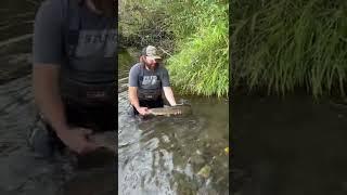 STEELHEAD release gone wrong