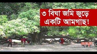 ৩ বিঘা জমি জুড়ে একটি আমগাছ! | Biggest Mango Tree in the World