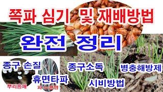 쪽파재배 완전정리. 쪽파 심기 이렇게 알면 부족함이 없을 겁니다.-쪽파 재배,쪽파 종구 손질, 쪽파 심기, 쪽파 종구소독,, 쪽파 병해충, 쪽파밭 만들기, 쪽파웃비료