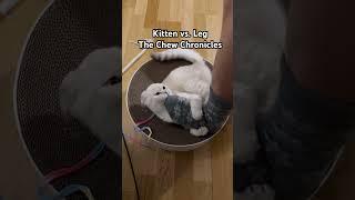 Kitten vs. Leg: The Chew Chronicles #cat #cuteanimals #funny #kikicutekitty #scottishfold