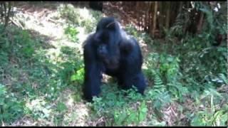Up close with gorillas in Rwanda -- including a 500 pound silverback