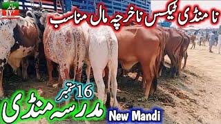 Madrassa Cow Mandi Update- Best Sahiwal Cholistani Zero Size Bachra Mandi in Punjab - Cow Mandi 2024