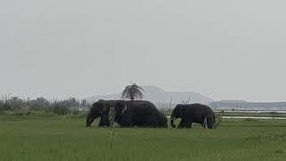 Sai sudhi visit nagavali old markondaputti elephant zone