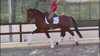 Gorgeous stallion PRE 6 years old FEI DRESSAGE QUALITY FOR SALE PIROFREE