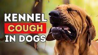 5 New Remedies for Kennel Cough in Dogs