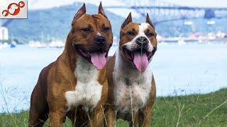  TOP 10 Differences Between Male And Female Dogs!