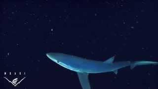 Blue shark